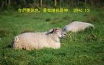 no_description_zz
